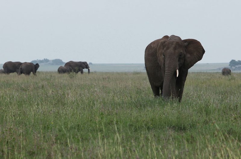 Ngorongoro Conservation Area – Expect In Africa Safaris